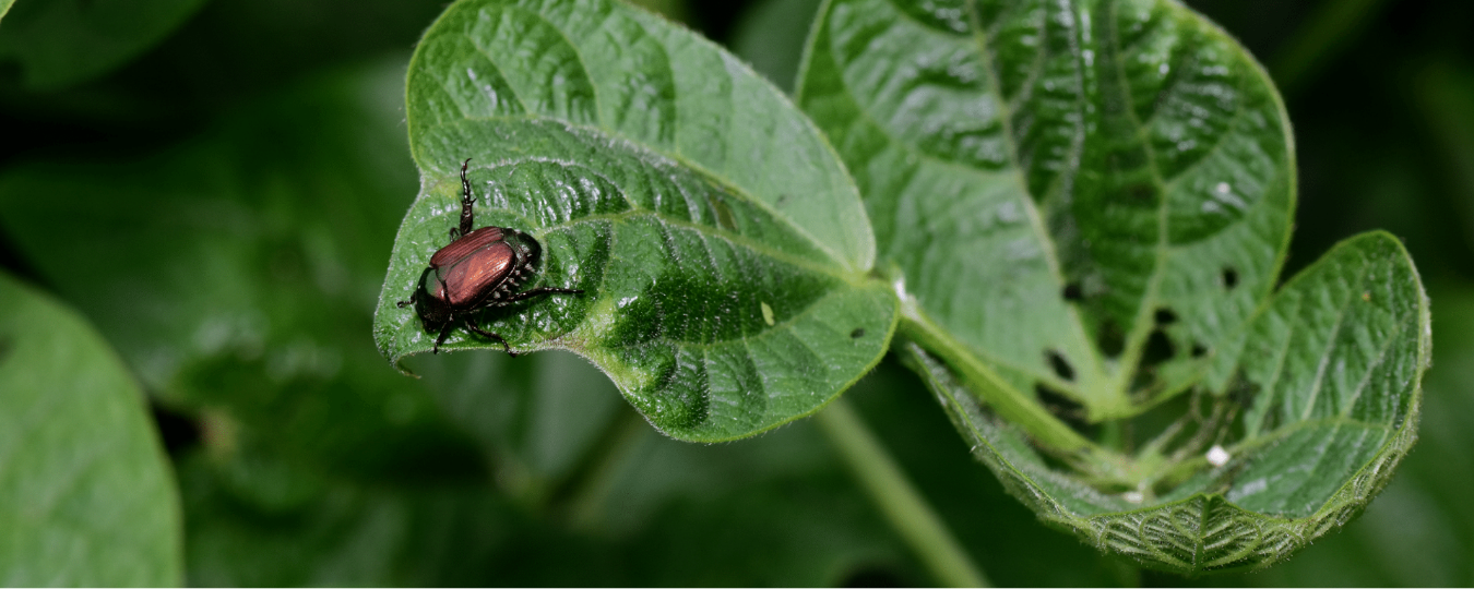 8 Ways to Control Common Garden Pests